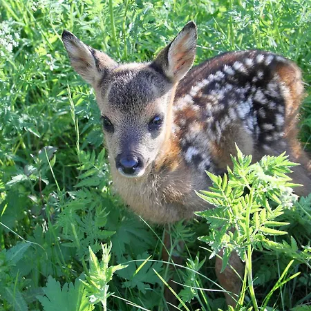 Consulat Des Elohim Chez Allan Et Lili-peace Maison d'hôtes